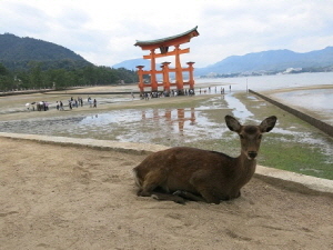 昼と夜で異なる顔を見せる大鳥居