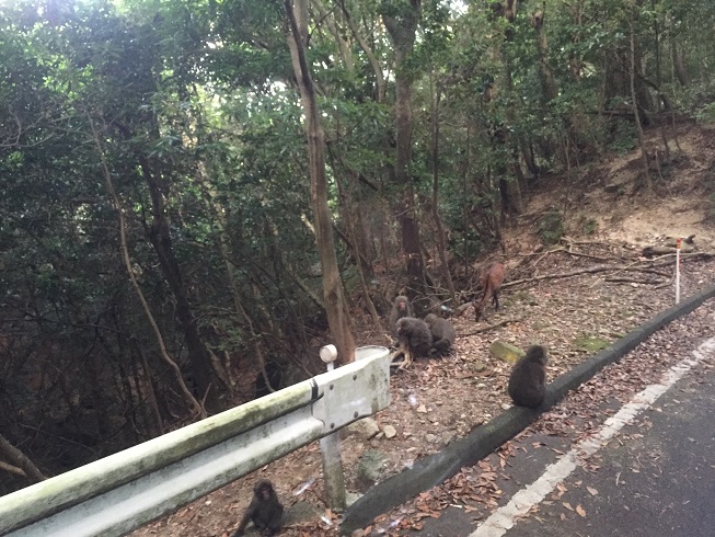 yakushima iland monkey